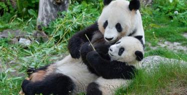 Bečki zoološki vrt 20 godina gaji velike pande