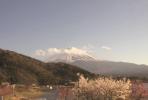 Cvet trešnje, Fudži, jezero – pogled vredan divljenja