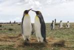 Kraljevi pingvini na Foklandskim ostrvima