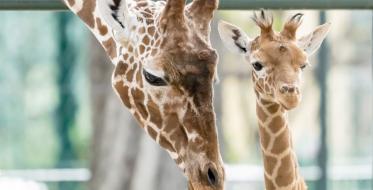 Najstariji zoološki vrt na svetu slavi 270. rođendan