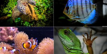 Pomozimo opstanak više od 3.000 životinja u akvarijumu i tropikarijumu u Beogradu