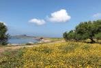 Ostrvo Asinara – nacionalni park maritimne vegetacije i morske divljači