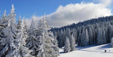 Foto: Olja Simović