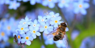 Pčele kao pokretači razvoja zdravstvenog turizma u selima