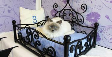 Foto: Longcroft Luxury Cat Hotel