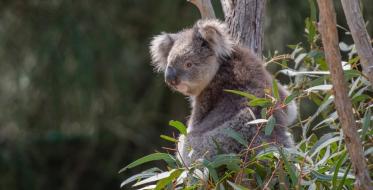 Vlada Australije pomaže sektoru turizma