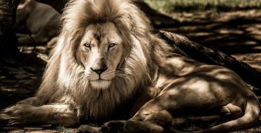 Ada Ciganlija nova lokacija Beogradskog zoo vrta?