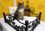 Foto: Longcroft Luxury Cat Hotel