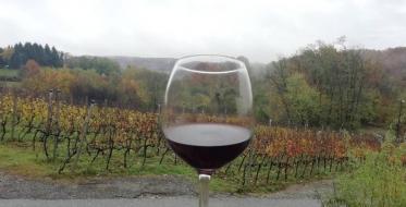 Izveštaj: Novemberfest u slavu vina