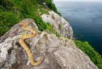 Ostrvo zmija, Brazil
