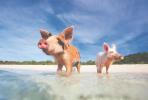 Svinje koje plivaju, Bahami - Foto: Getty Images
