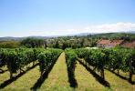 Toskana u Vrnjačkoj Banji: Zavirite u novu vinariju 'Grabak' (FOTO)