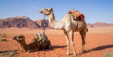 Opština Lebane kupuje dve kamile?