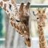 Najstariji zoološki vrt na svetu slavi 270. rođendan