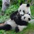 Bečki zoološki vrt 20 godina gaji velike pande