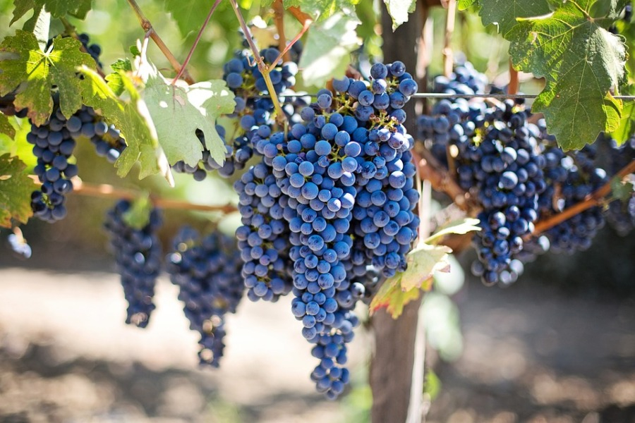Praznik grožđa i vina 6. septembra u Virpazaru
