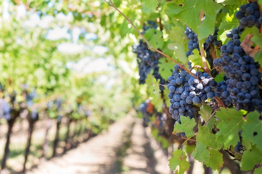 Vršački vinogradi dobili novu vinariju - Investicija vredna 30 miliona evra